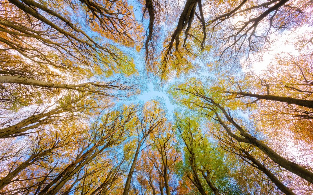 Giornata della terra. Colombini: “Rispettare l’ambiente ed impegnarci a risanarlo”