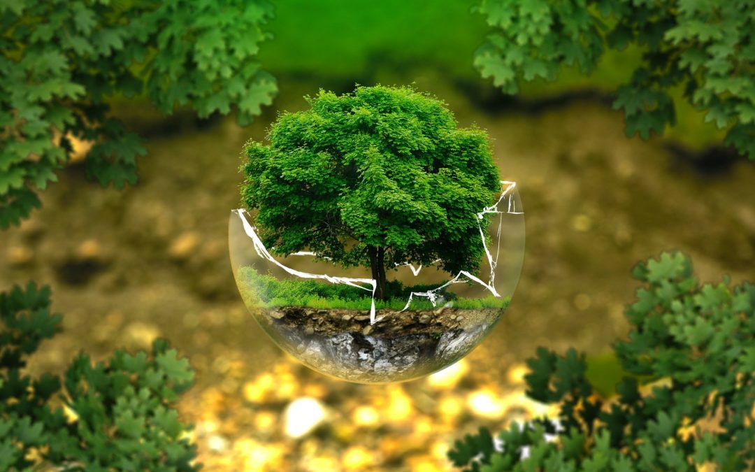 Giornata mondiale dell’Ambiente. Sbarra: “Ripartiamo insieme dalla cura della natura per restituirla intatta alle prossime generazioni”