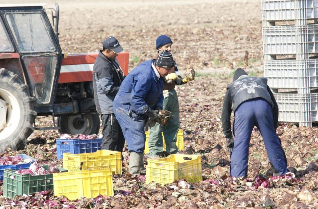 Caporalato. Più collaborazione tra parti sociali e istituzioni su prevenzione, legalità e qualità e dignità del lavoro